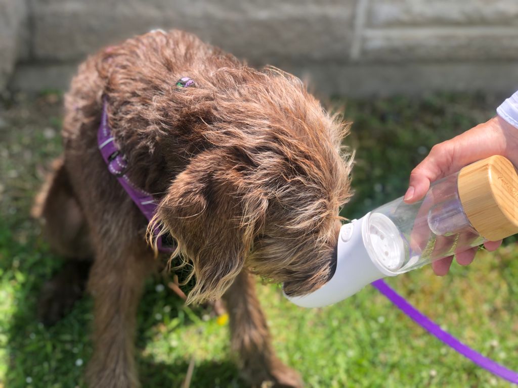 Crystal Infused Pet Water Bottle